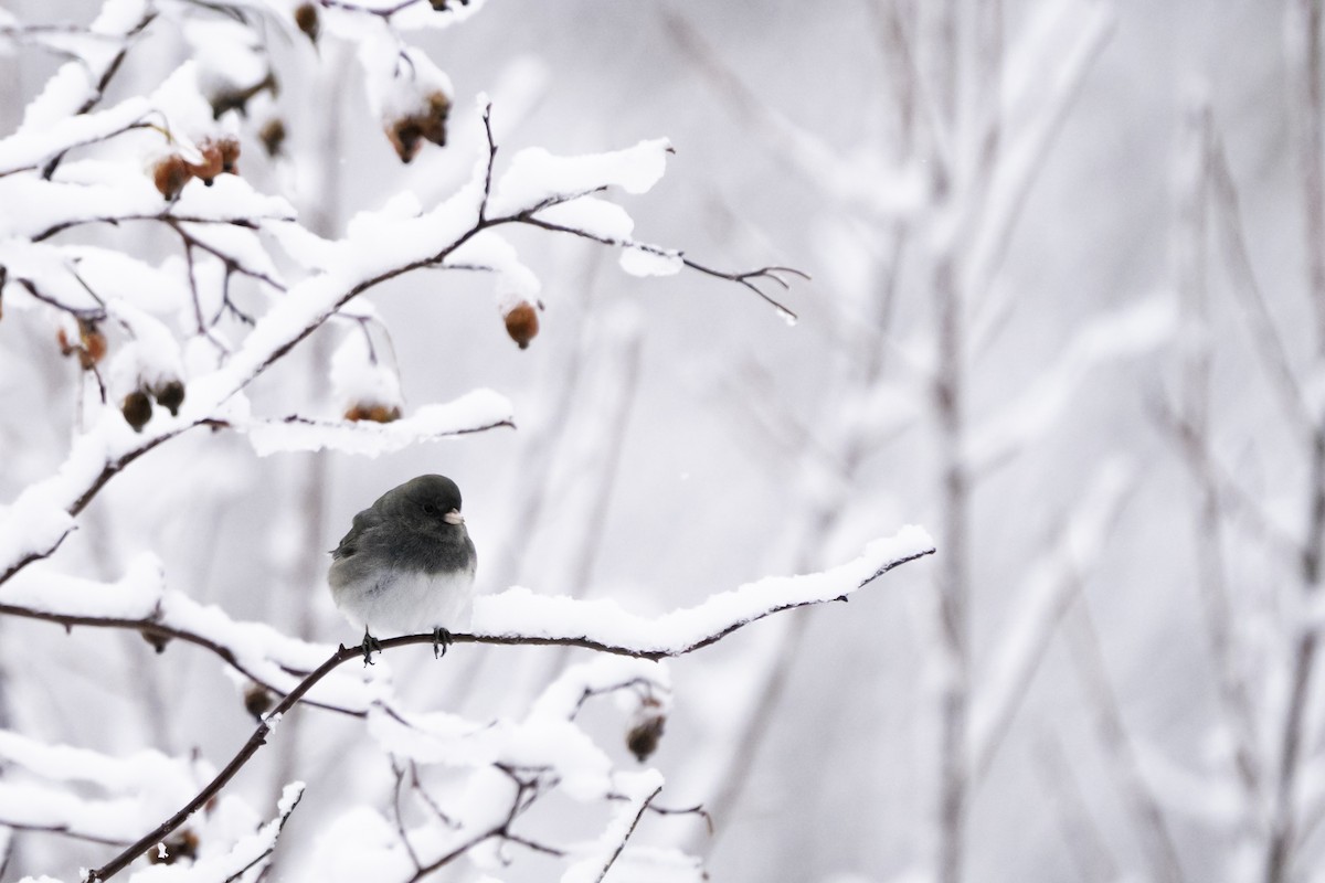 Dark-eyed Junco - ML296657011