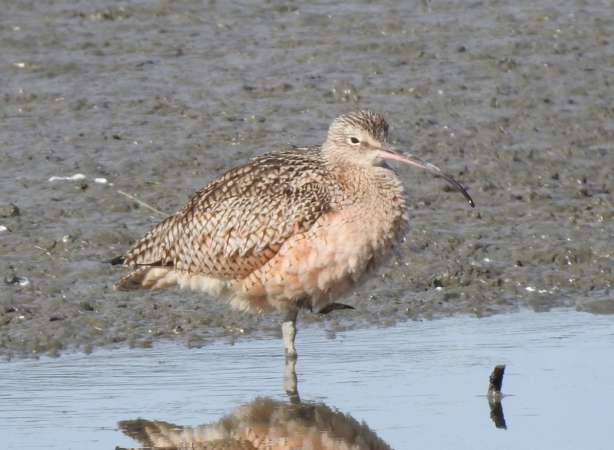 Long-billed Curlew - ML296660001