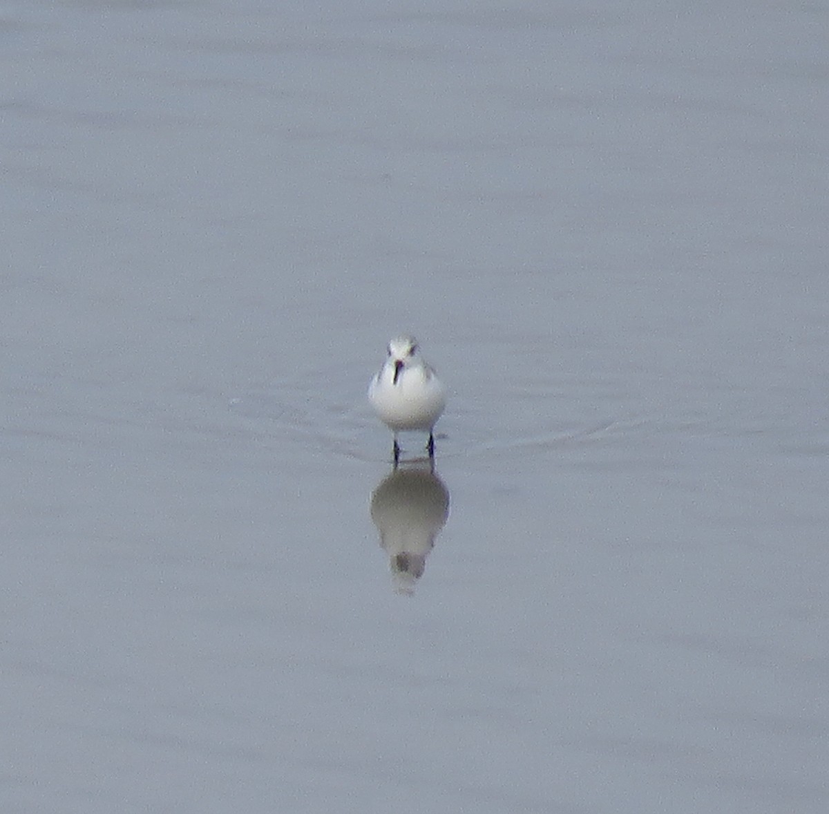 Гурвалж элсэг - ML296660841