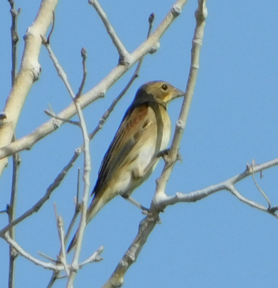 Dickcissel d'Amérique - ML296660941