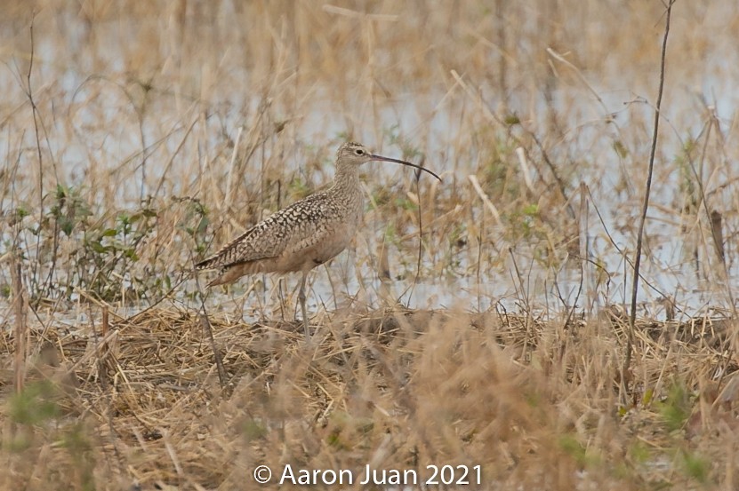 Long-billed Curlew - ML296661491