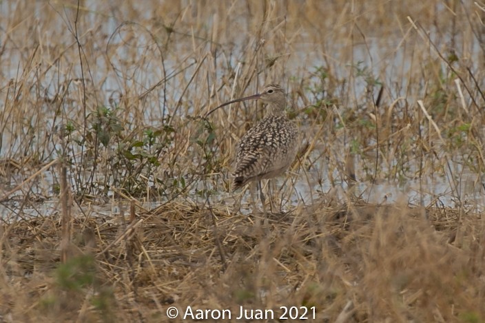 Long-billed Curlew - ML296661511