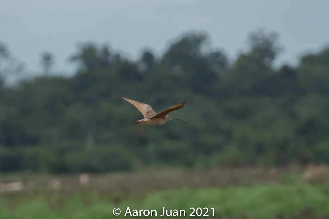 Long-billed Curlew - ML296661551