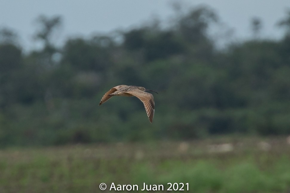 Long-billed Curlew - ML296661561