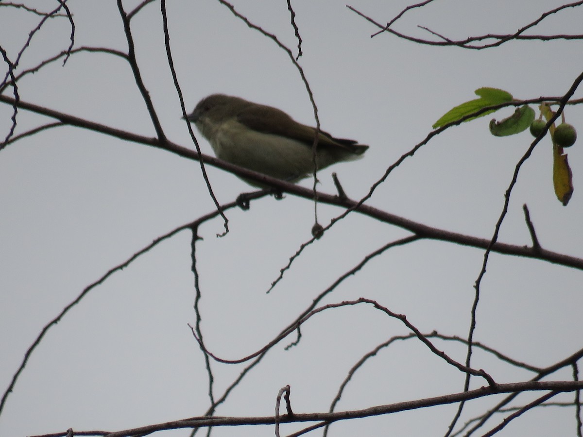 Thick-billed Flowerpecker - ML296662681