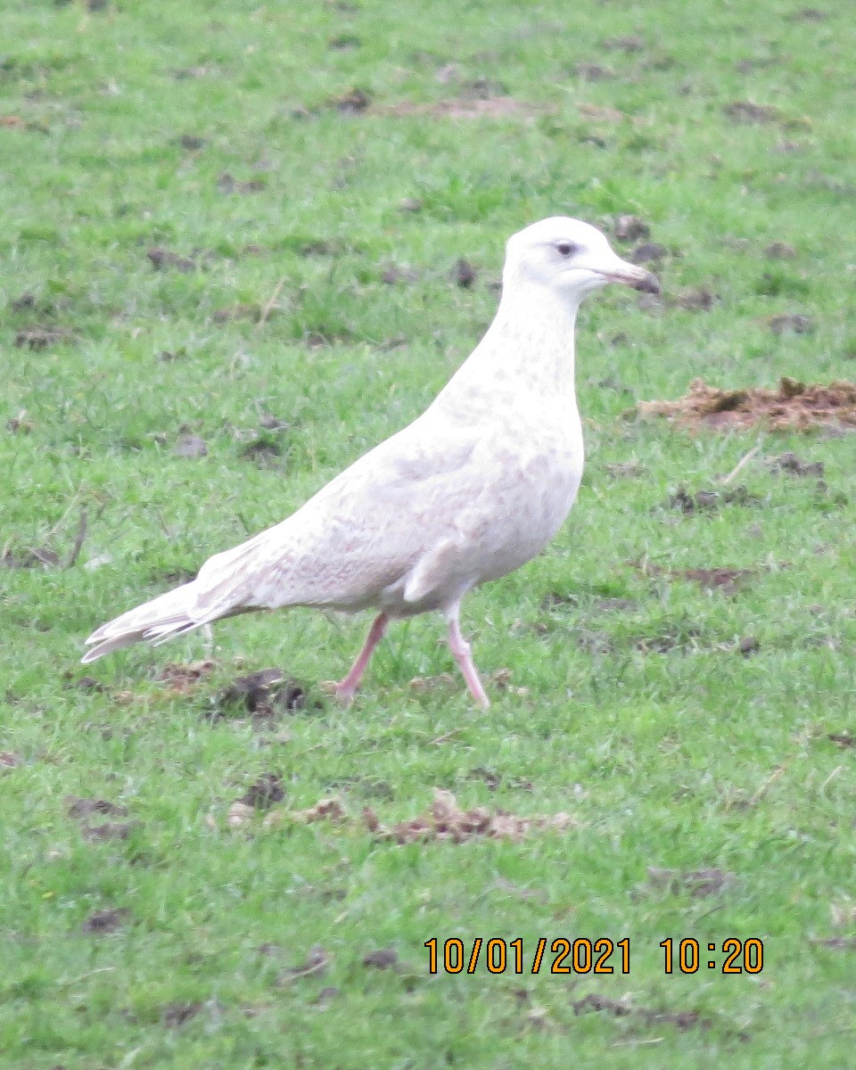 Larus sp. - ML296662961