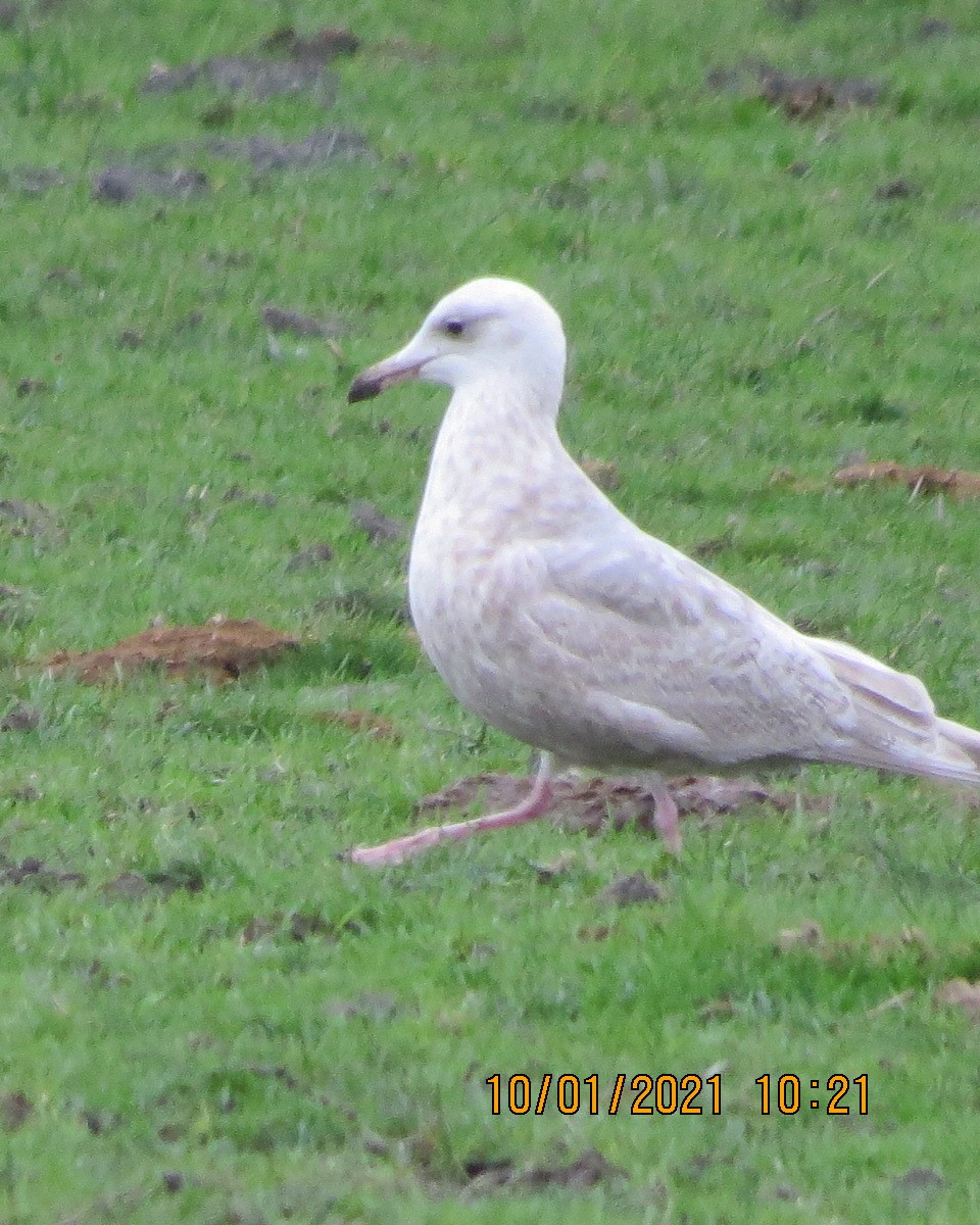 Larus sp. - ML296662981