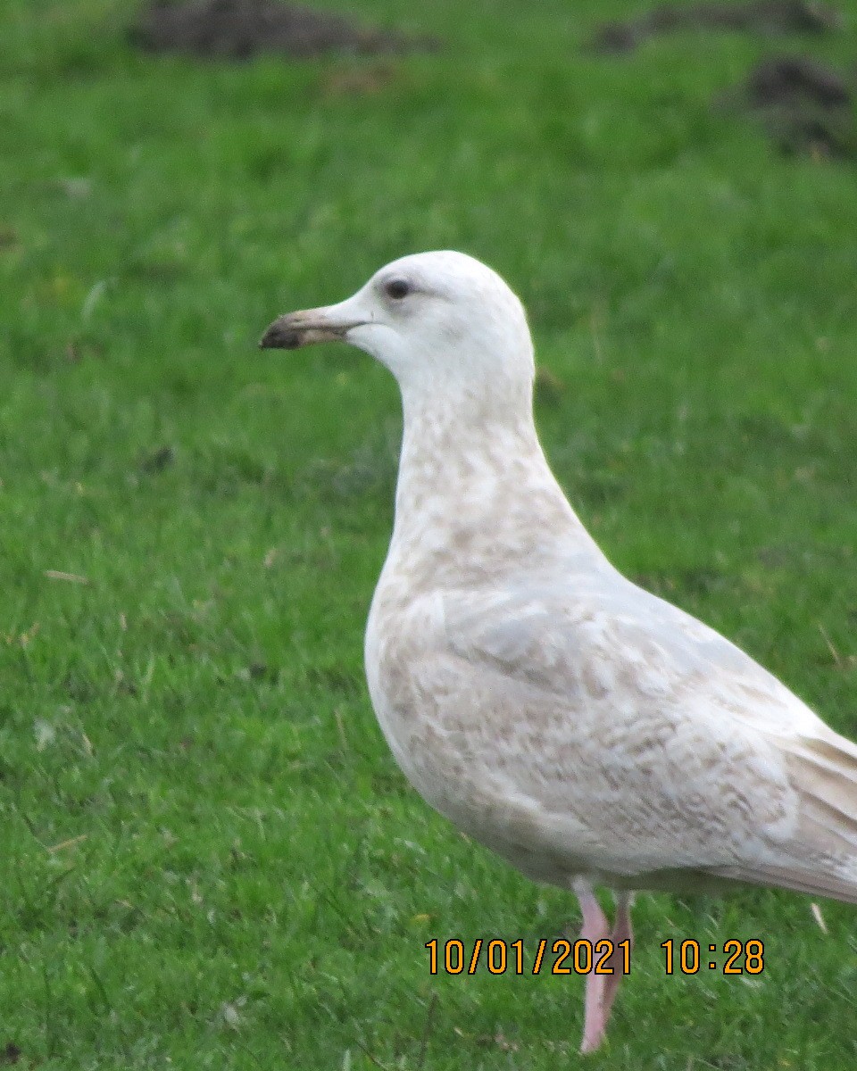 Larus sp. - ML296663021