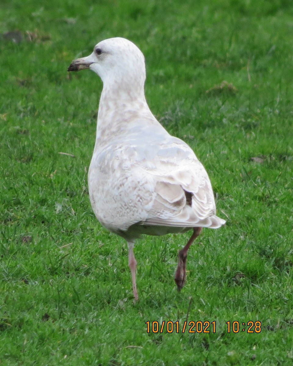 Larus sp. - ML296663051