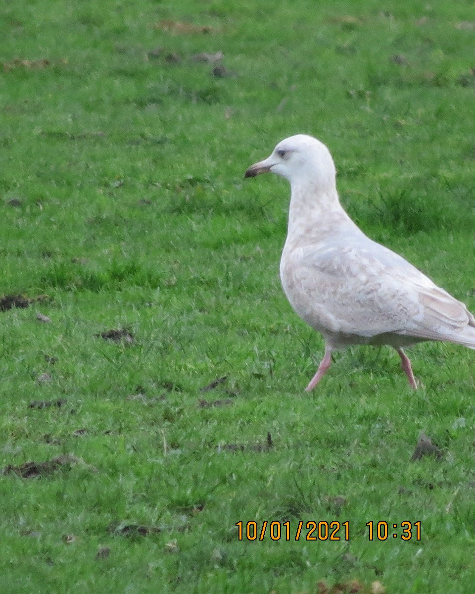 Larus sp. - ML296663061