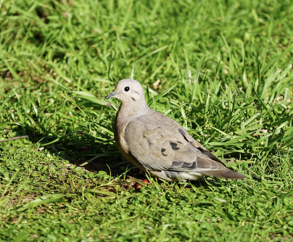 Eared Dove - ML296663241