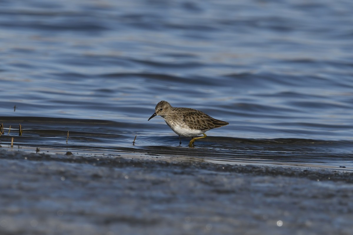 Least Sandpiper - ML296663261