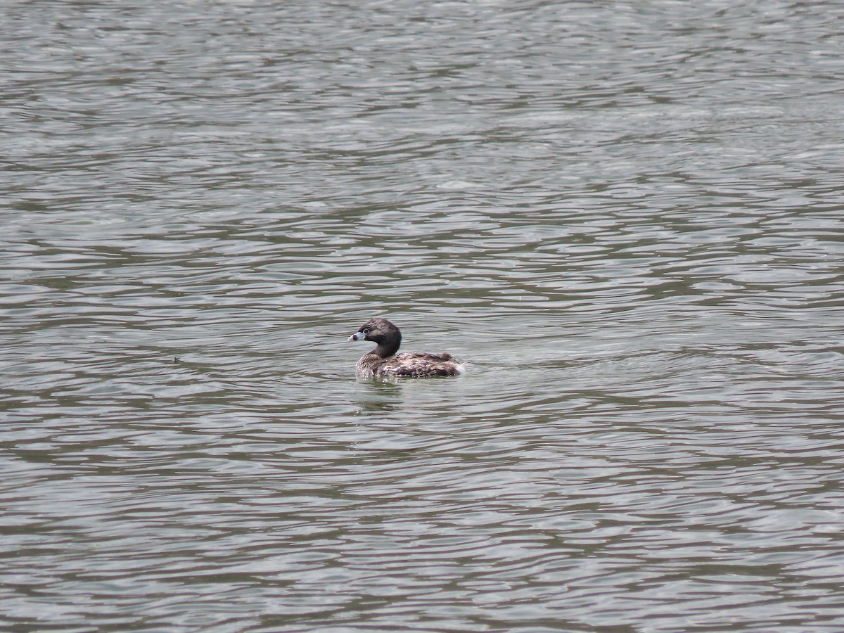 Pied-billed Grebe - ML296664841