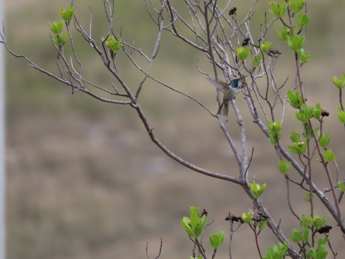 Colibrí de Myrtis - ML296665091