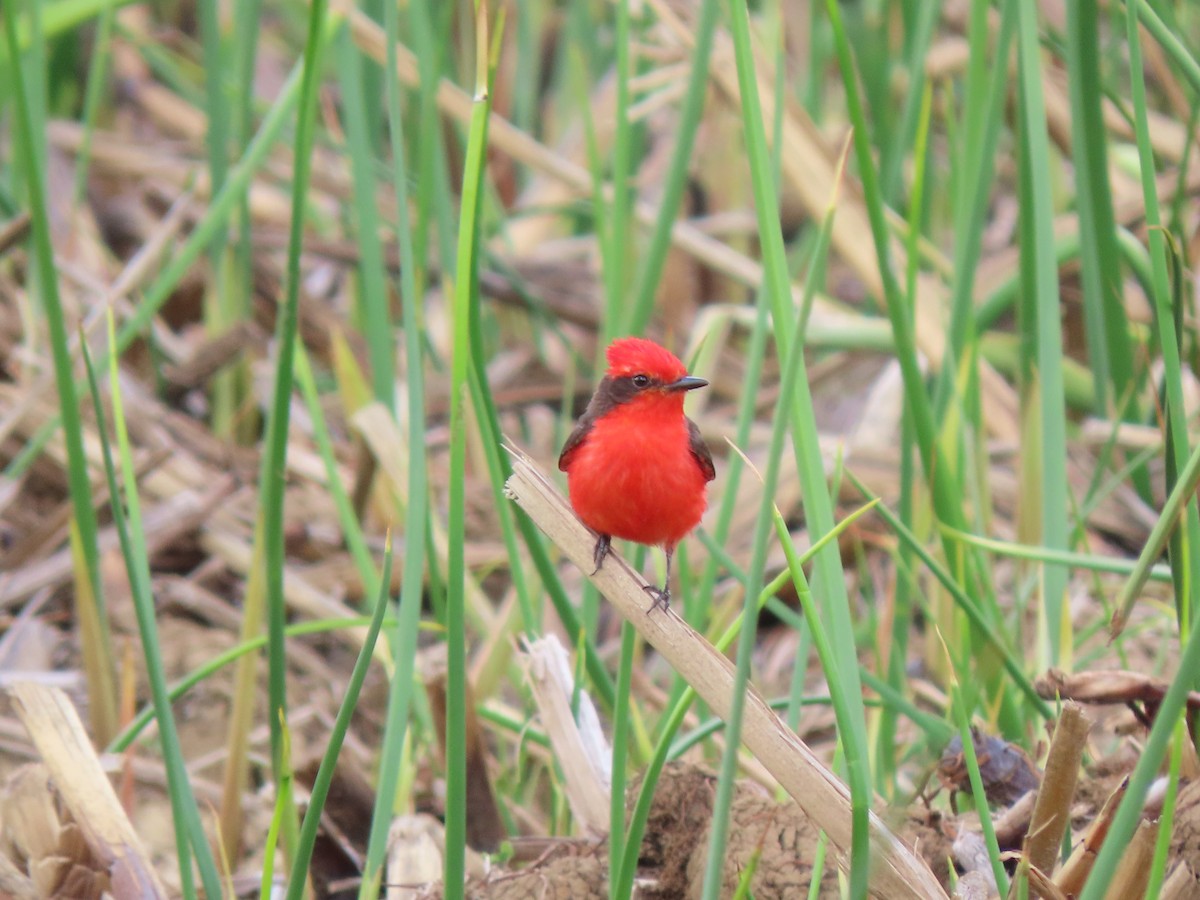 Vermilion Flycatcher - Manuel Roncal