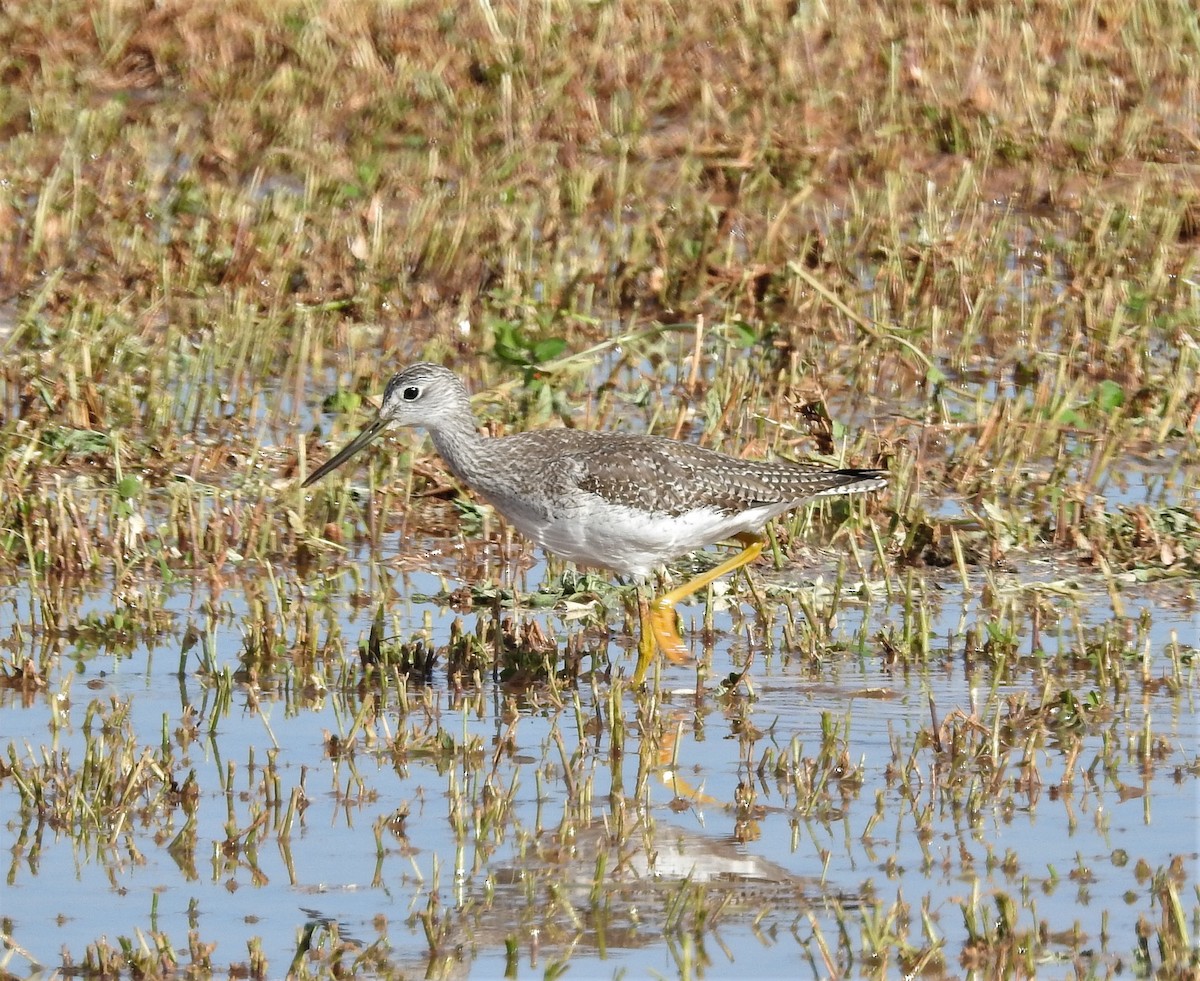 Greater Yellowlegs - Andy McGivern