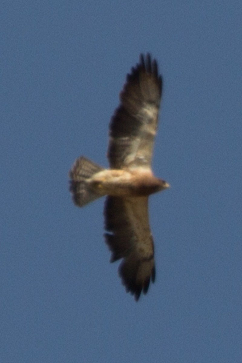 Swainson's Hawk - ML296669321