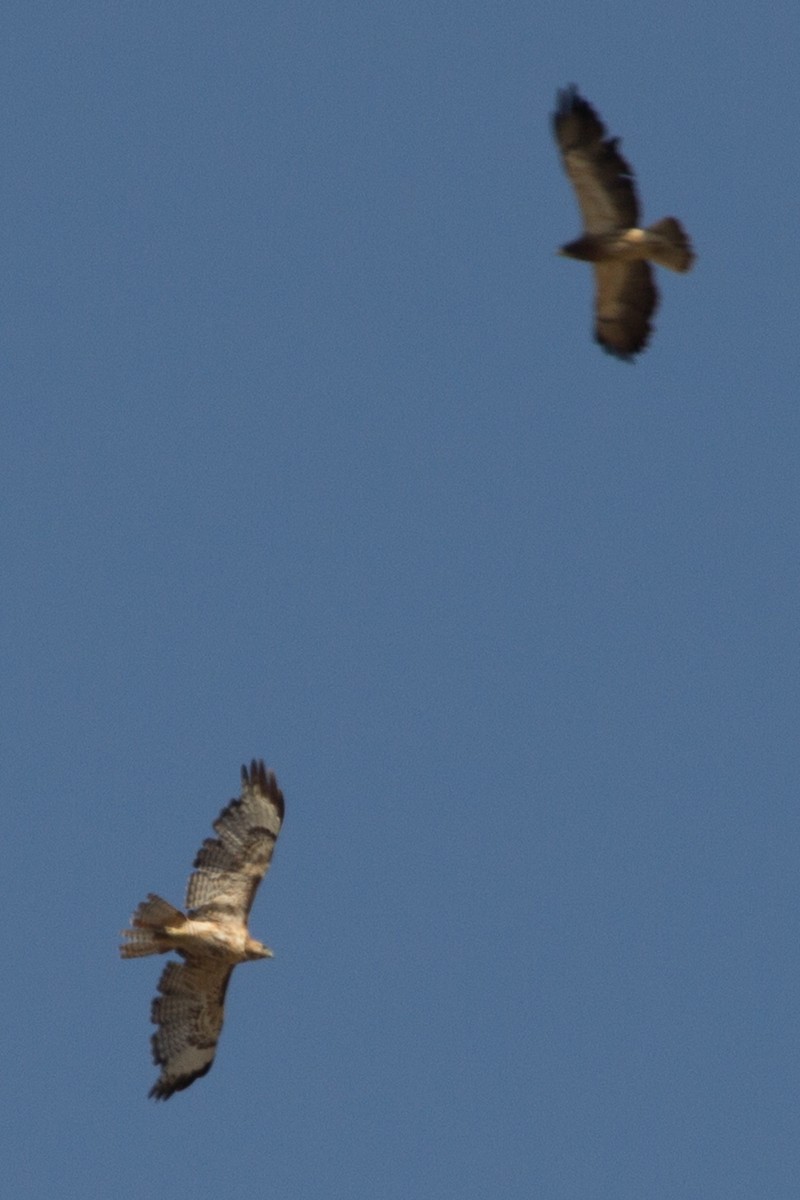 Swainson's Hawk - ML296669391