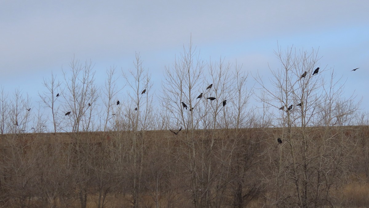 American Crow - ML296670991