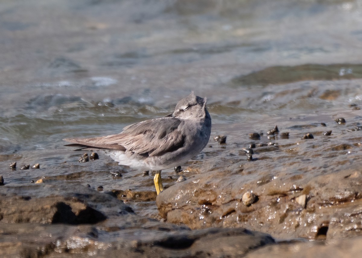 Wandering Tattler - Julie Clark