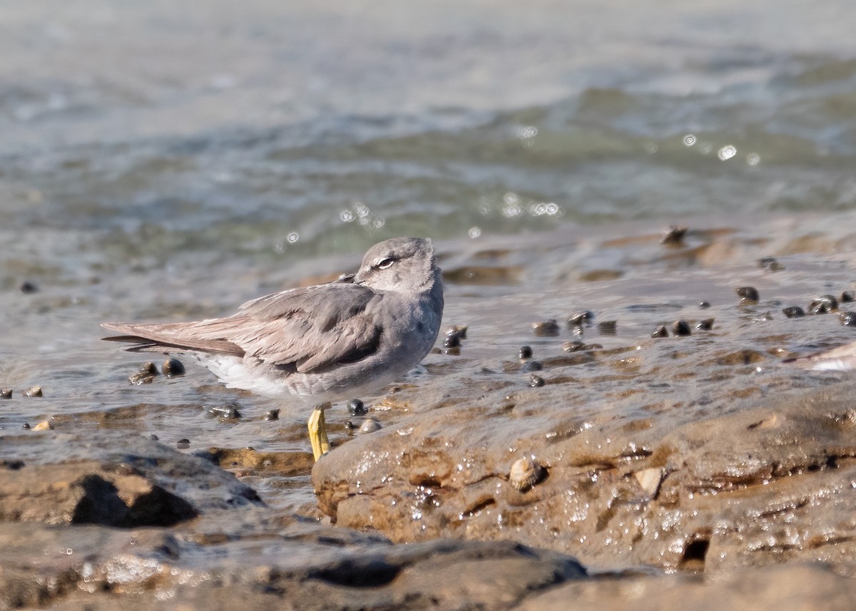 Wandering Tattler - ML296671161