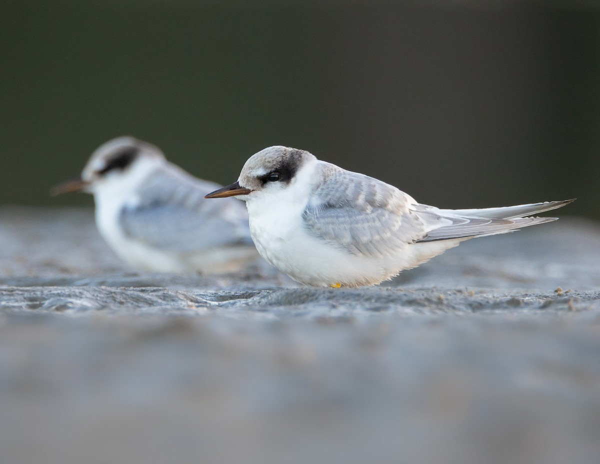 Australian Fairy Tern - ML296671171