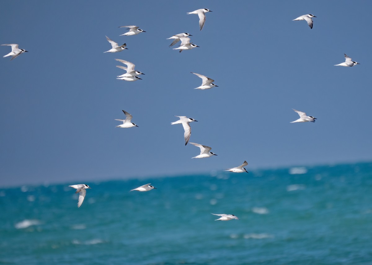 Little Tern - ML296671211