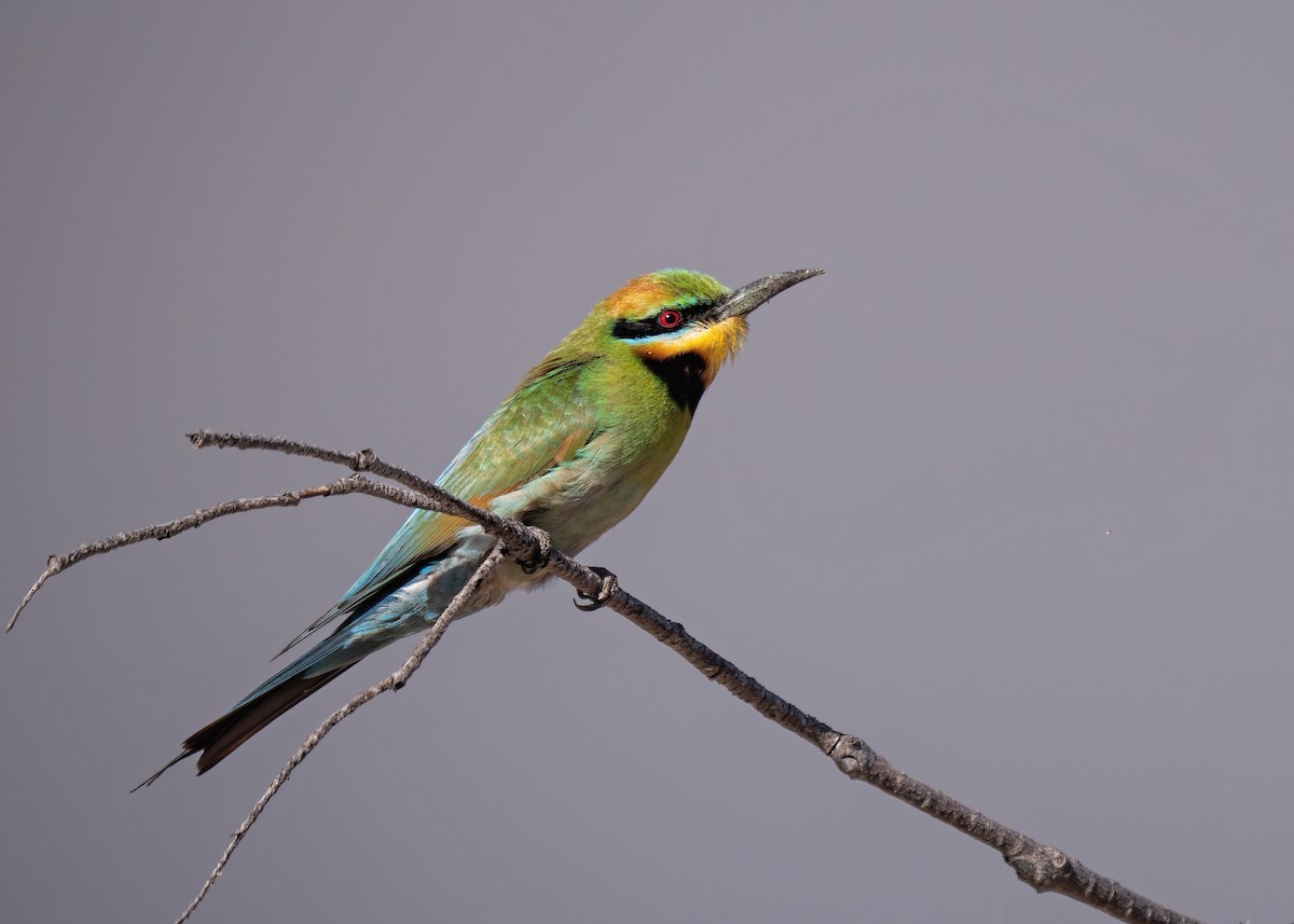 Rainbow Bee-eater - ML296671221