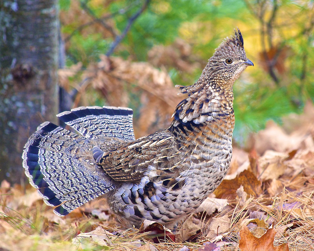 Ruffed Grouse - Warren Lynn