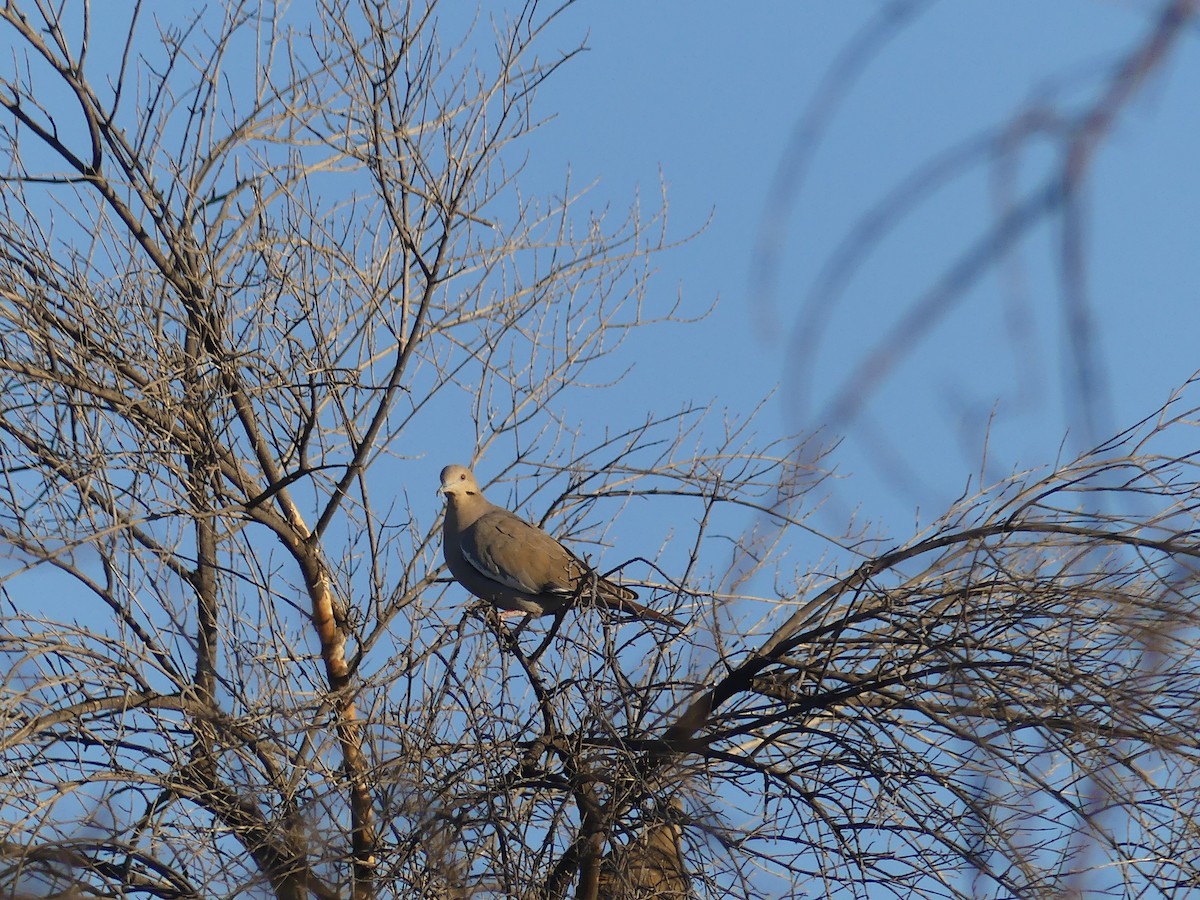 White-winged Dove - Diana Figueroa Egurrola