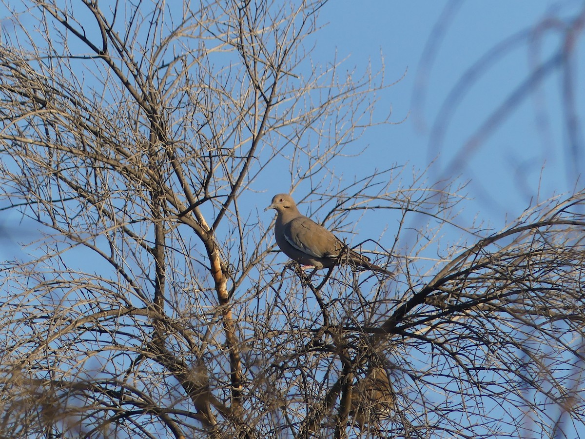 White-winged Dove - ML296675611