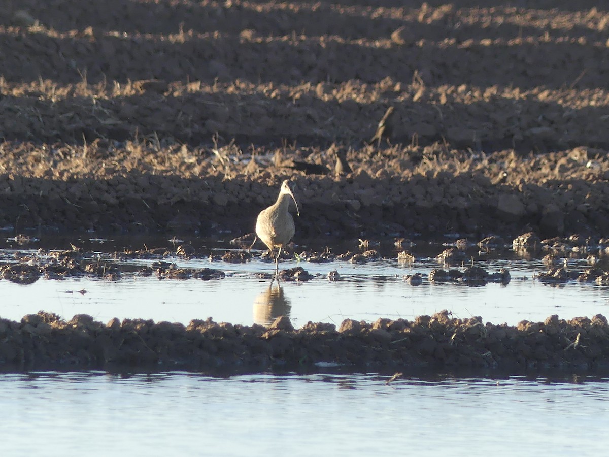 Rostbrachvogel - ML296676241