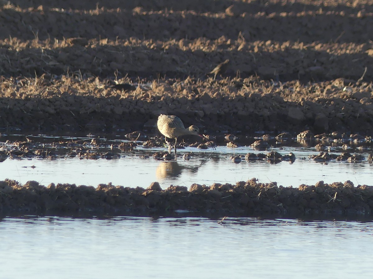 Long-billed Curlew - Diana Figueroa Egurrola