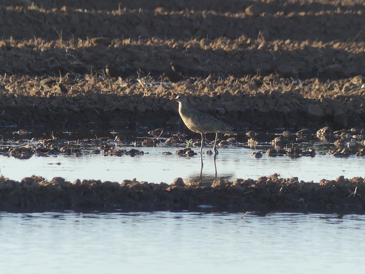 Long-billed Curlew - Diana Figueroa Egurrola