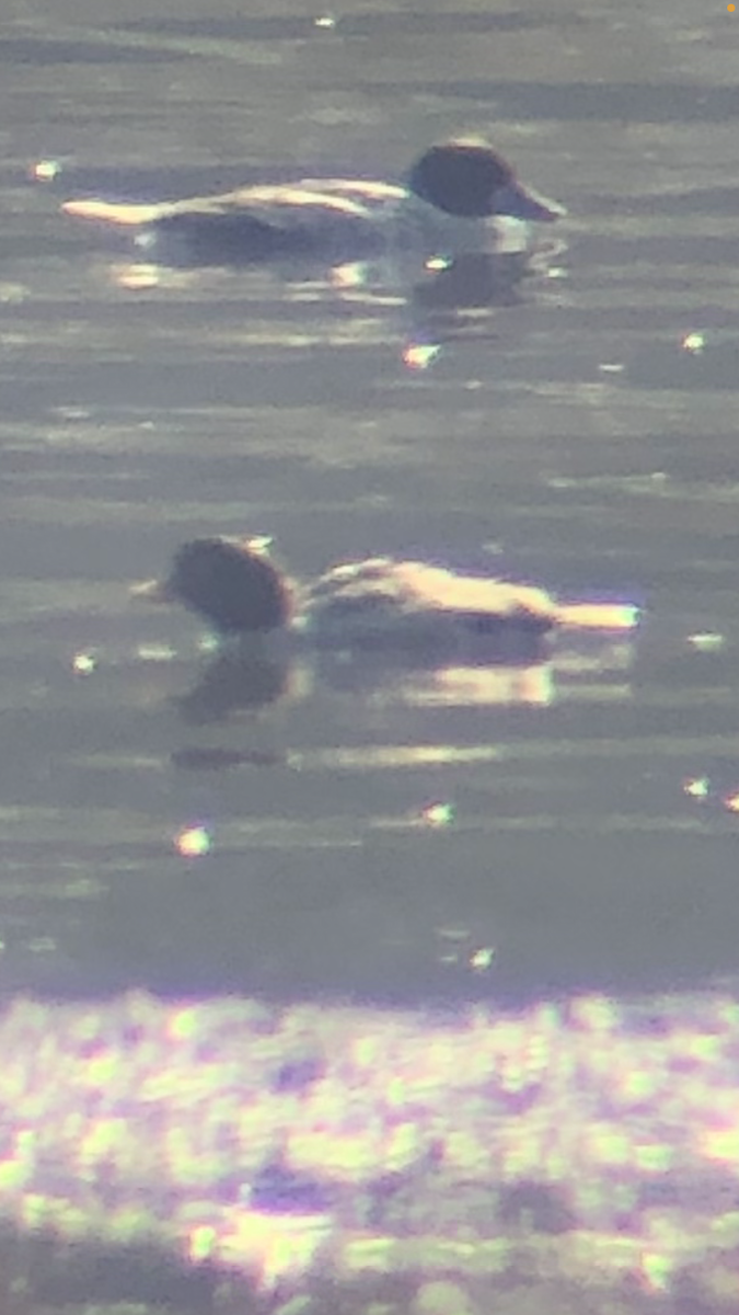 Barrow's Goldeneye - ML296677391