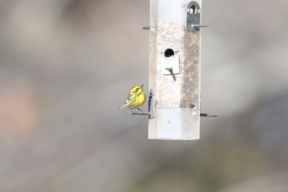 Townsend's Warbler - ML296677591