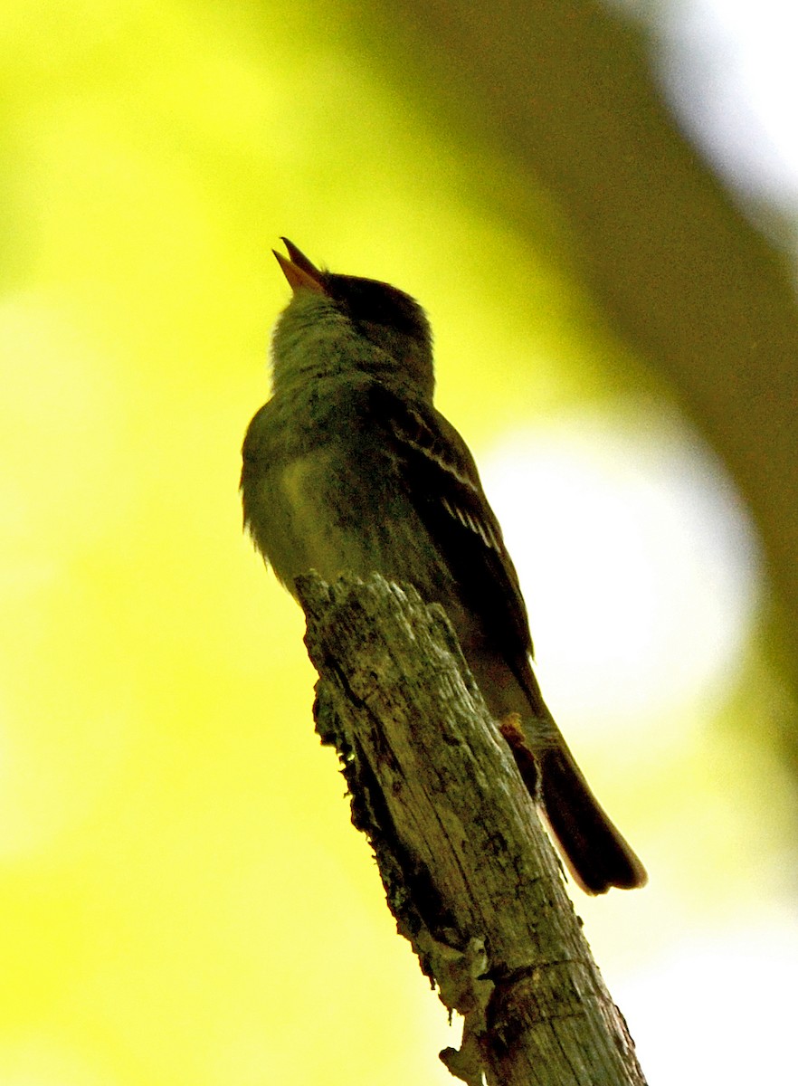 Eastern Wood-Pewee - ML29667801