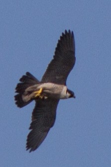 Peregrine Falcon - Shelly Dunn