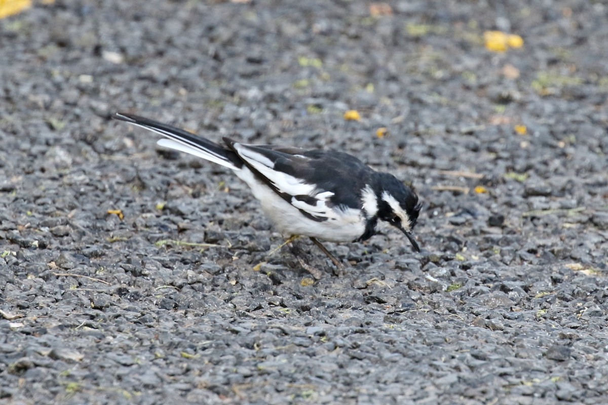 African Pied Wagtail - Ginger Spinelli