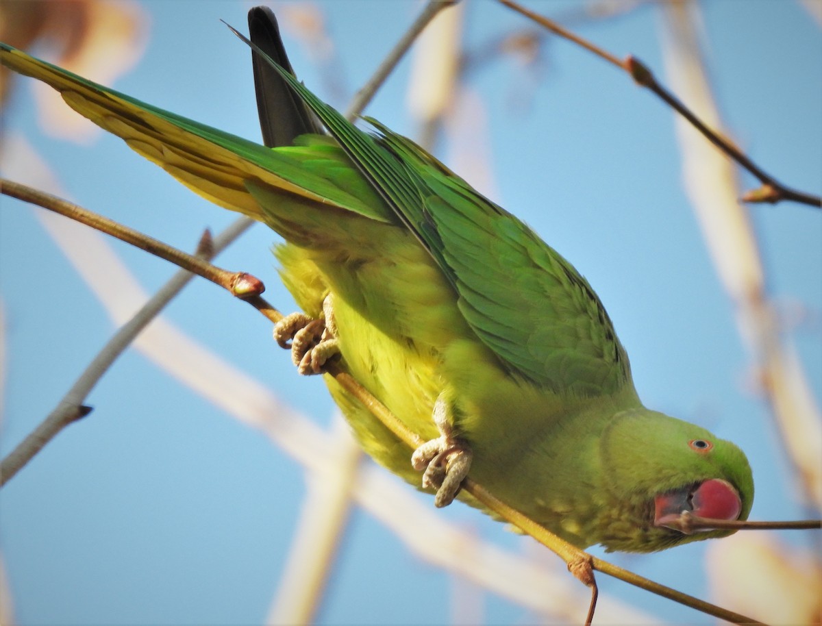 Rose-ringed Parakeet - Bill Pelletier