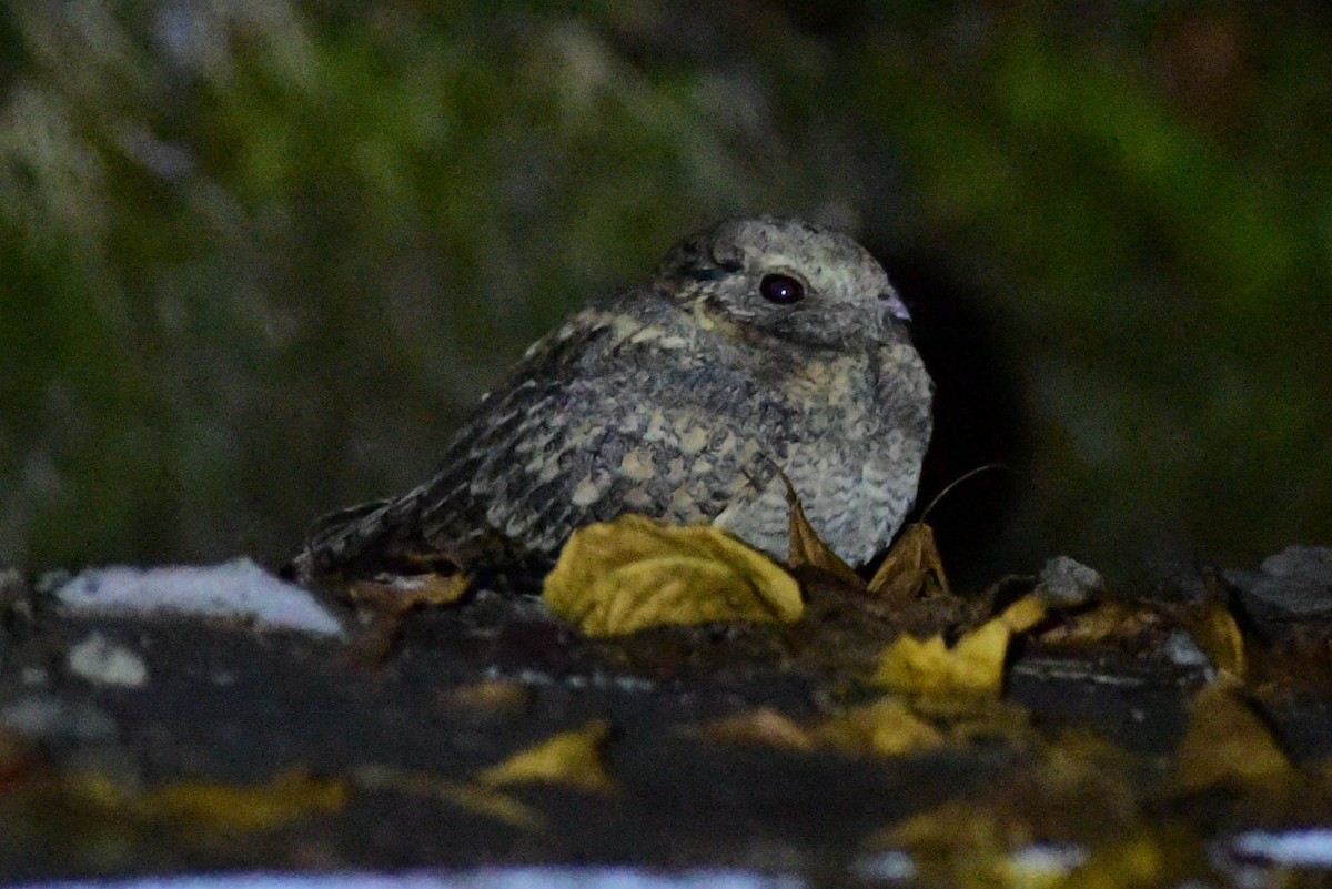 Savanna Nightjar - ML296685041