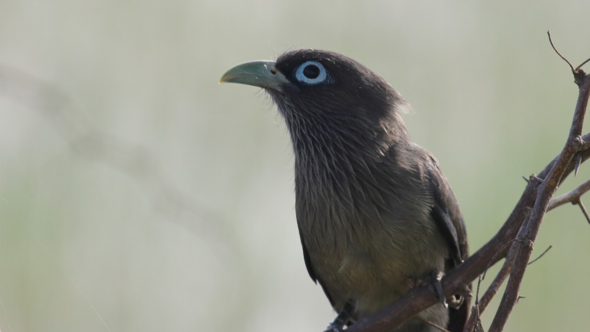 Blue-faced Malkoha - ML296687511