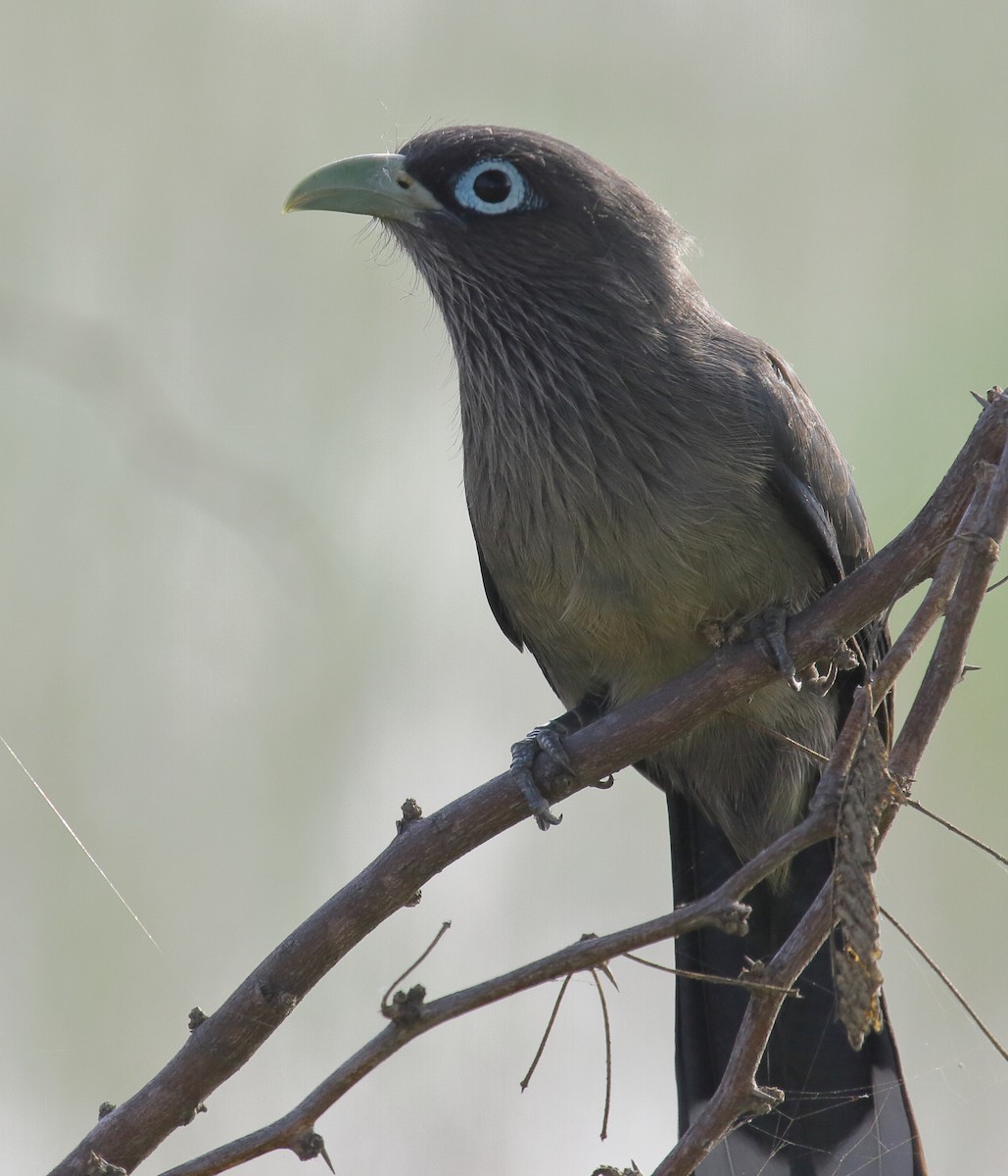 Blue-faced Malkoha - ML296687521