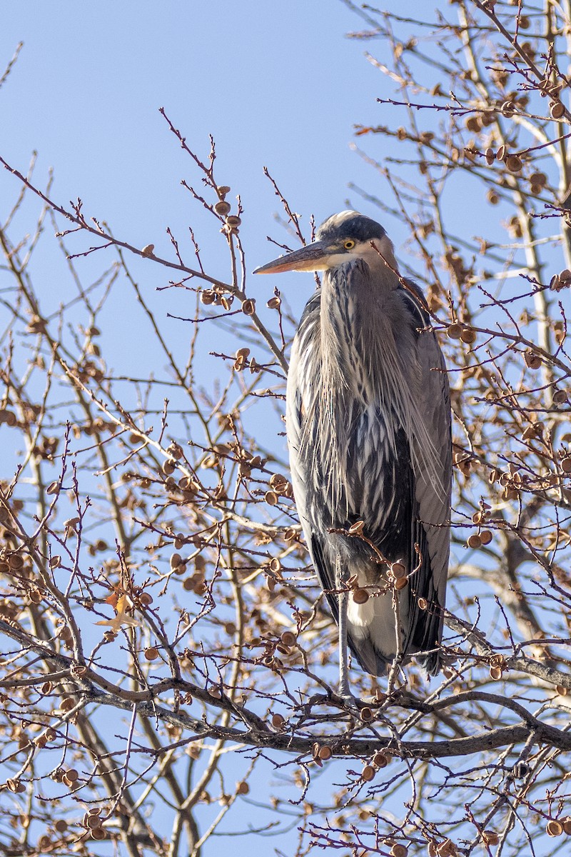 Great Blue Heron - ML296687881