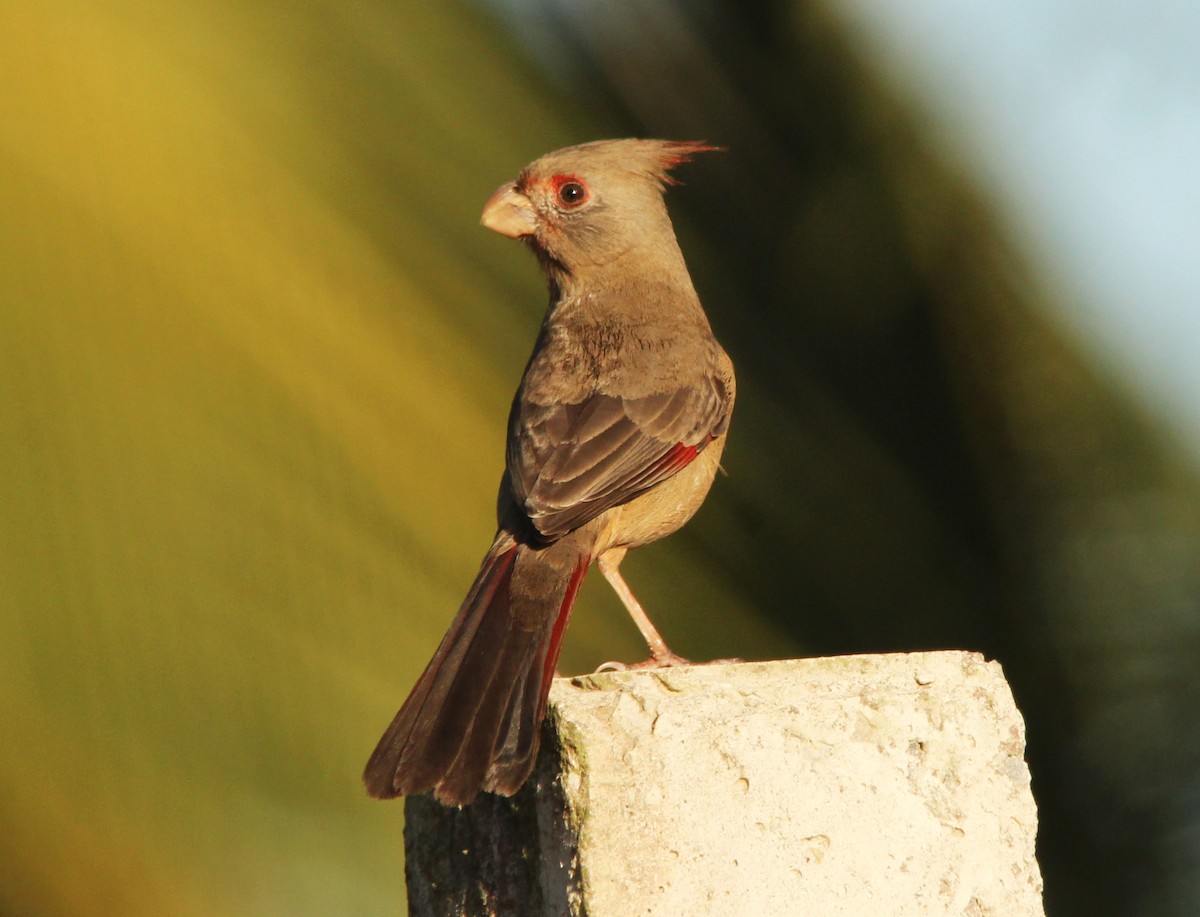 Pyrrhuloxia - ML296688721