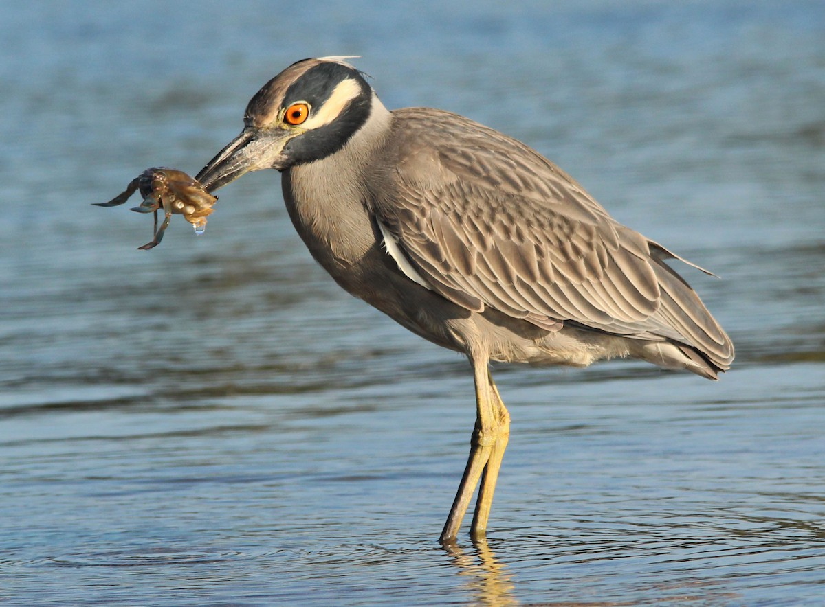 Yellow-crowned Night Heron - ML296689071