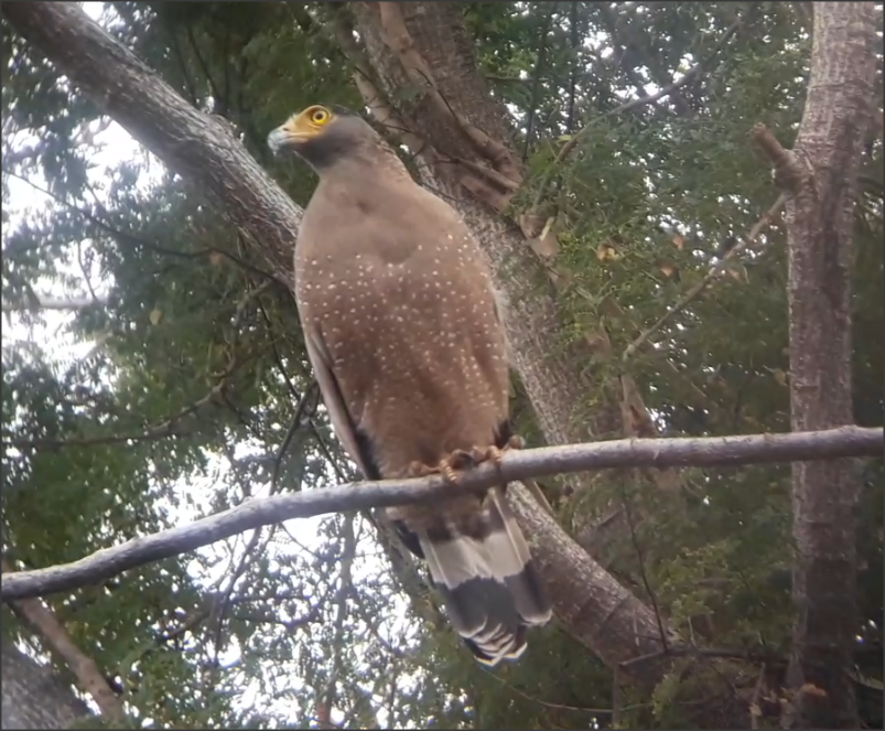 Crested Serpent-Eagle - ML296689291