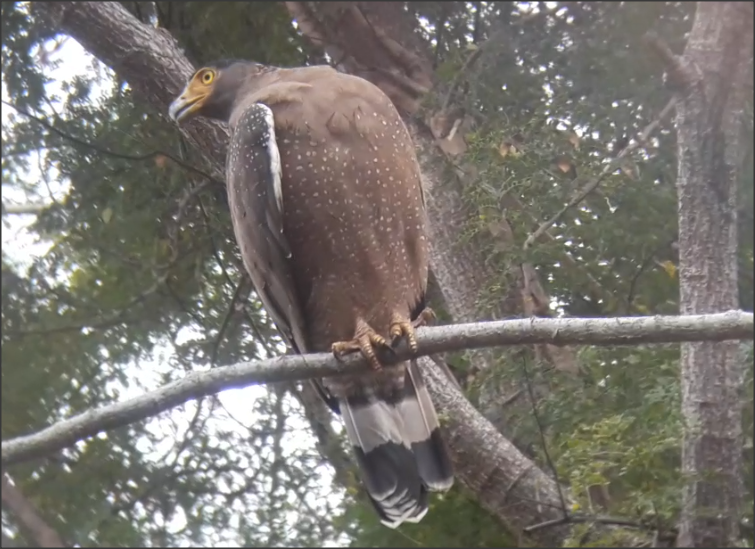 Crested Serpent-Eagle - ML296689301