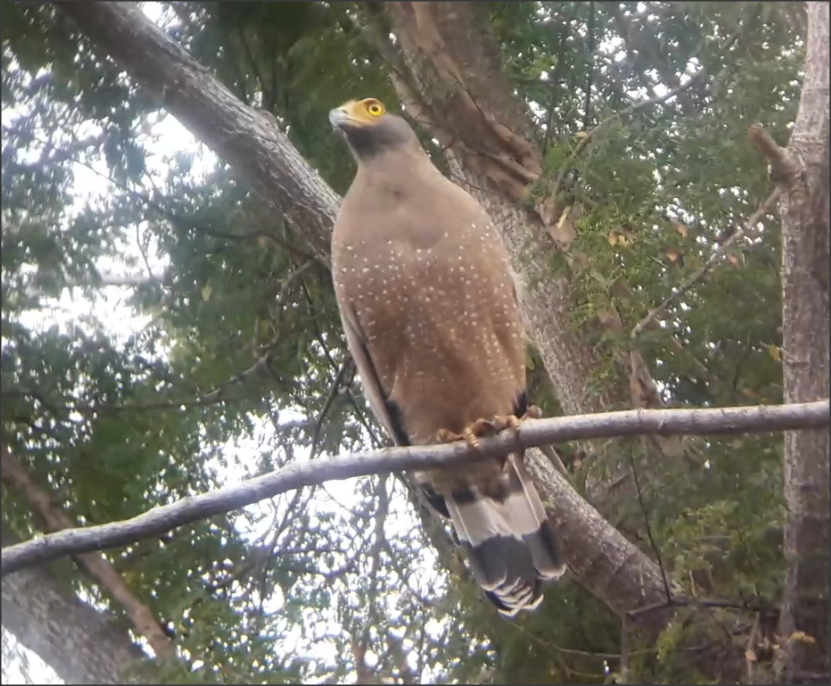 Crested Serpent-Eagle - ML296689311