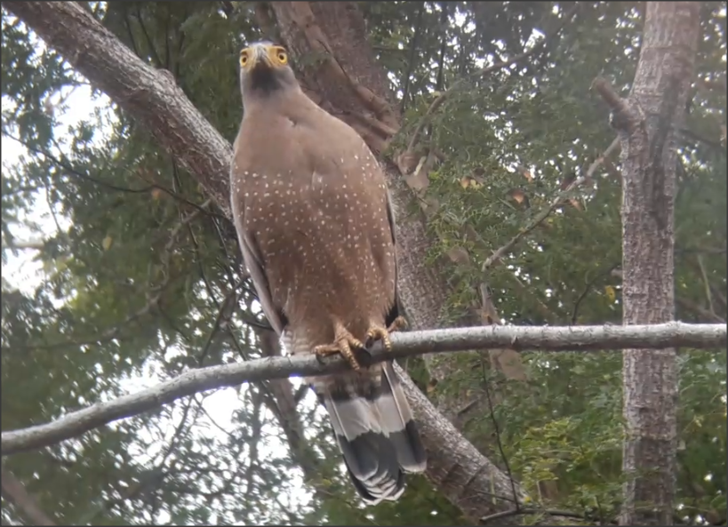 Crested Serpent-Eagle - ML296689331